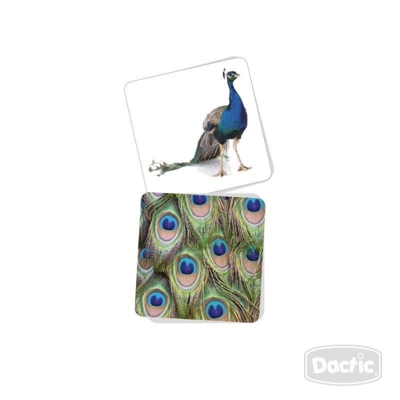 Asociacion Textura Animal - Dactic