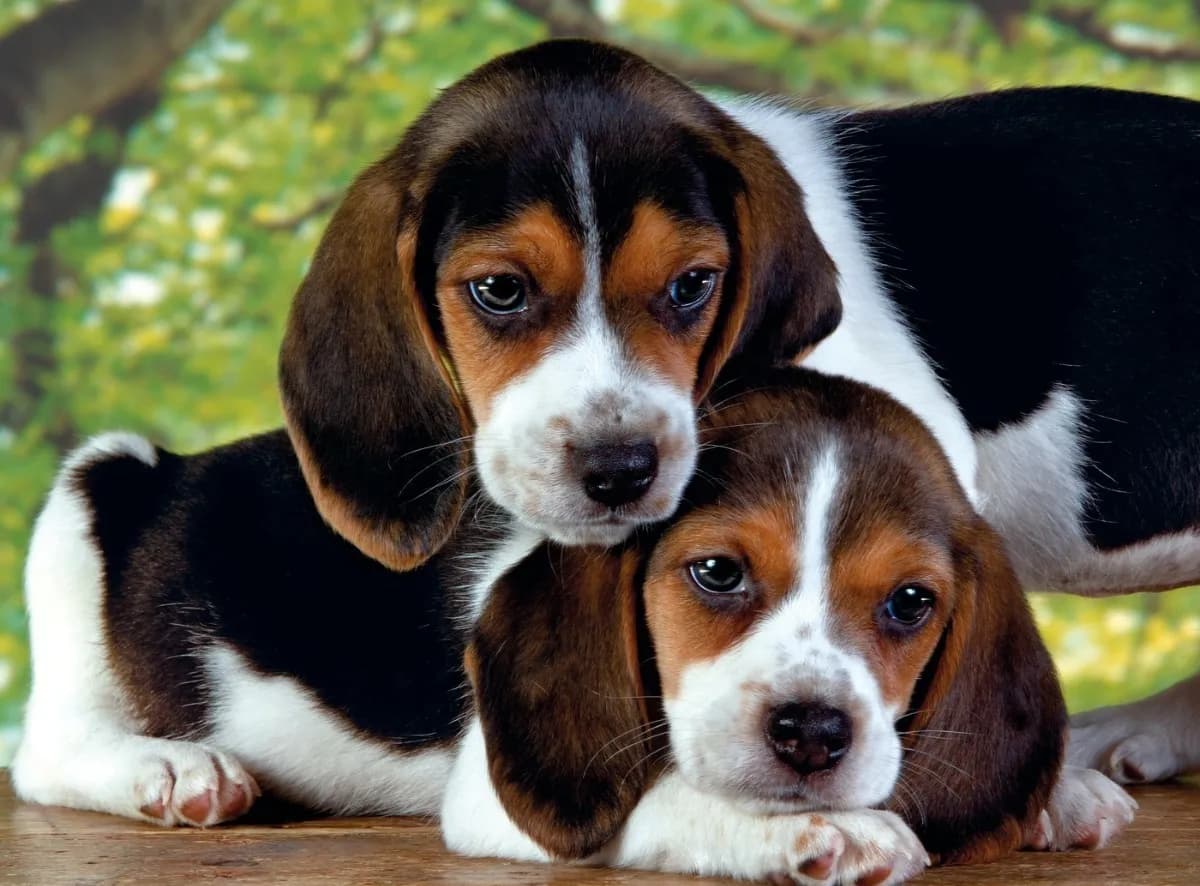 Puzzle 500 Piezas Clementoni Close Together Dog Beagle